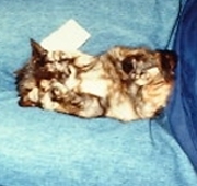 ���[�ҁ[���˂��