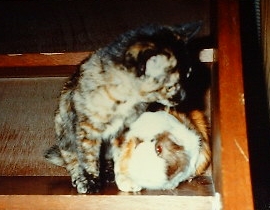 ���������ƈꏏ��