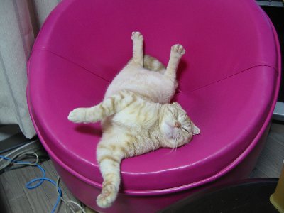 ���ɂ�񂮂ɂ��