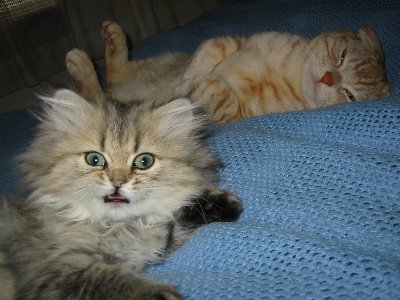 �т�����