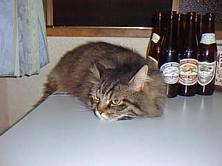 ���K�[�r�[��