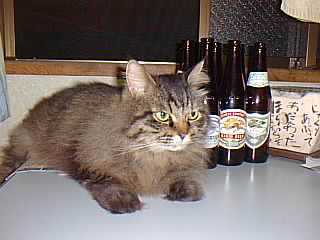 ���K�[�r�[��