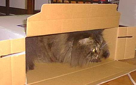 ���͍D���Ȃ̂悧����