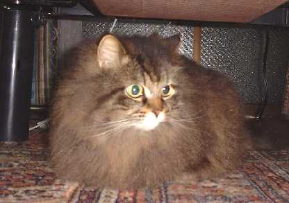 �����̉����ė��������̂��