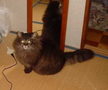 �����܂��Ă��߂łƁ[