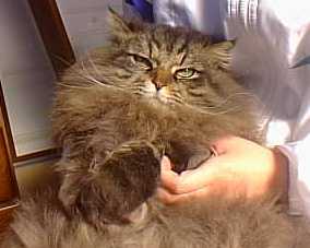 ������ƐQ�ڂ���