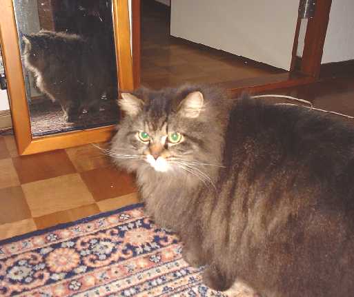 ���₷�݂Ȃ����`