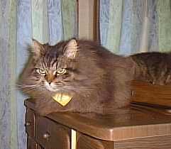 ������ƐQ�ڂ���