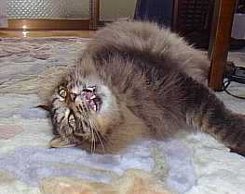 �������ɂ�