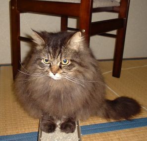 ���񂩂����ނ��т݂����ł���