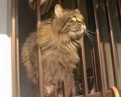 �L������A���̂��炢�̌��ԕ��C��