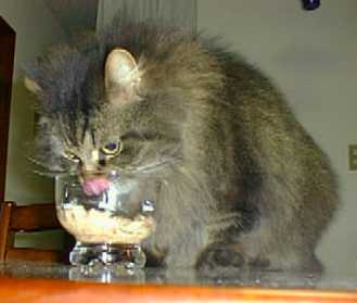 ���܂ɂ��炤�ʋl�͎|���̂��I