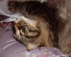 �ڂ��̖ڂ��đ傫���H