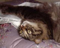 �悭�S�~����񂾂�