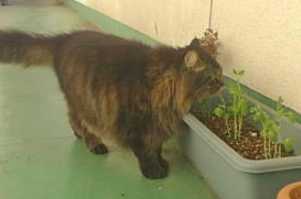 ���₦��ǂ���