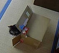 �V�����v�[�͌����Ȃ�