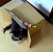 �Ȃ�ŃV�����v�[���Ȃ����Ⴂ���Ȃ��́H�H