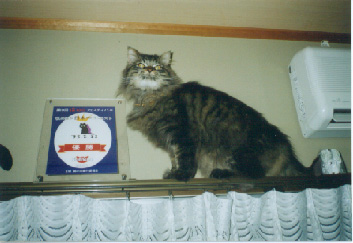 �䂸�����i�̂ǎ����ł͂Ȃ��j