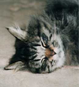 �����Ղł�