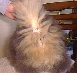 �䂸�̂��K��