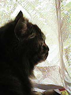 �䂸�̉���B��肵���ł���H